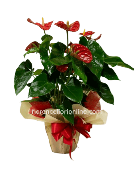 Pianta di Anthurium