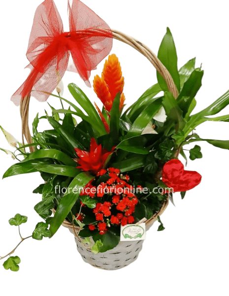 Cesto con piante miste