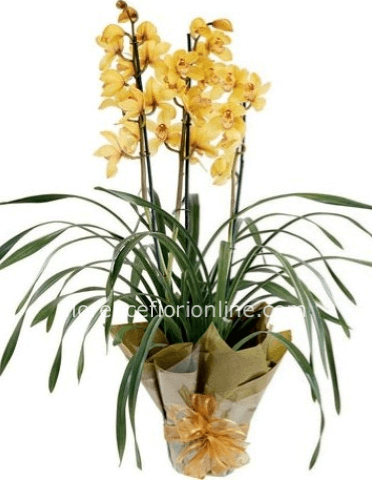 Pianta di cymbidium