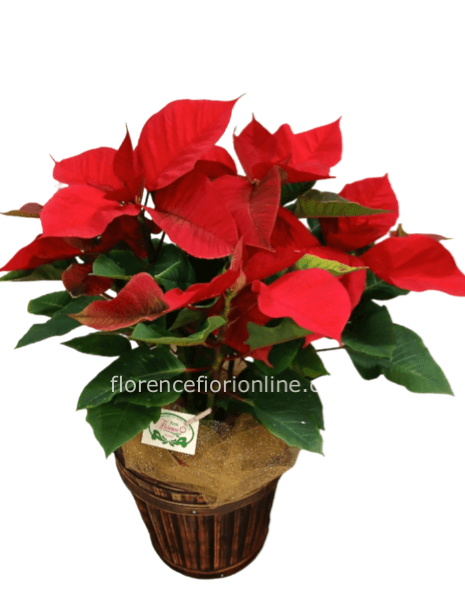 ✨Stella di Natale in Cesto H 50 cm