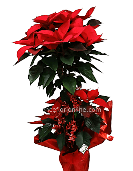 Stella Alberello h 120 cm