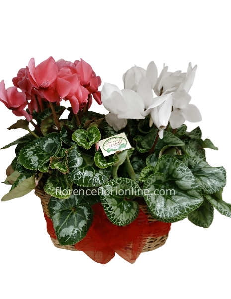 Coppia di ciclamini in cesto