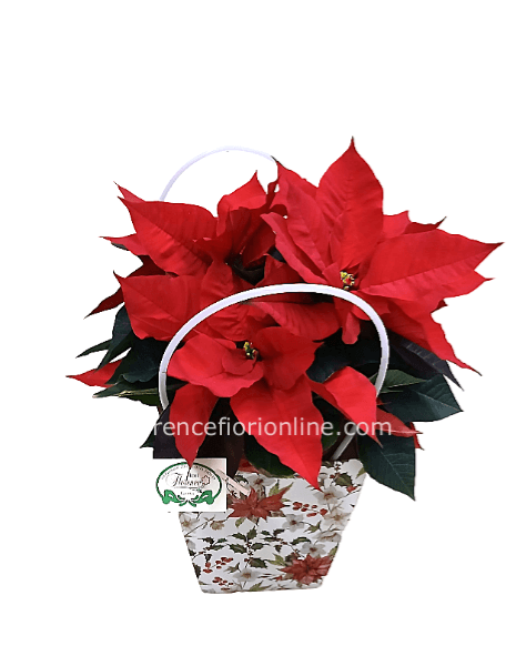 ✨Stella di Natale in borsa