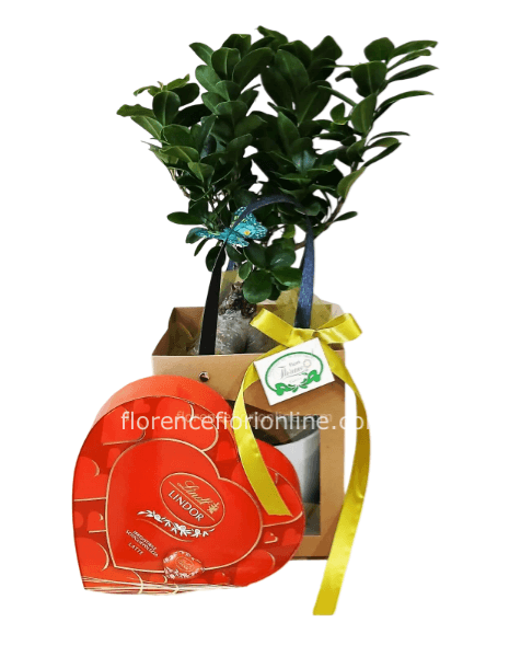 Bonsai e Cioccolatini