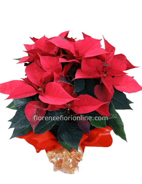 ✨Stella di Natale H 50 cm