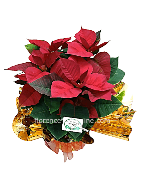 ✨Stella di Natale Rossa H 50 cm